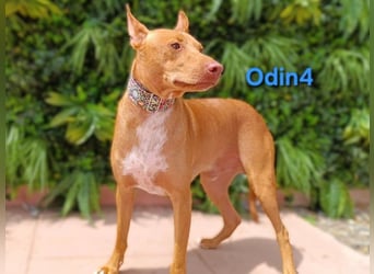 Odin4 geb. 01/2024 (ESP) - liebenswerter, edler und sanfter Podenco!