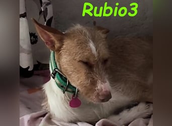 Rubio3 geb. 12/2024 (ESP) - freundlicher, kleiner Podenco-Rüde sucht sein Körbchen!