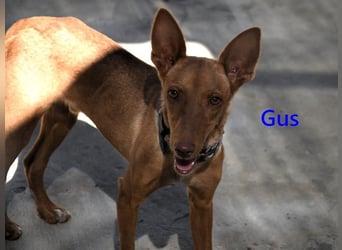 Gus geb. 01/2025 (ESP) - verspielter, fröhlicher und verschmuster, junger Podenco!