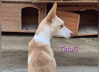 Tina6 geb. 09/2023 - wunderschöne, menschenbezogene Podenca sucht ihre Menschen!