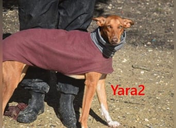 Yara2 geb. 05/2025 (ESP) - verspielte, wunderschöne Podenca sucht ihr Zuhause!