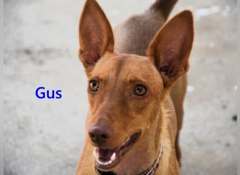 Gus geb. 01/2025 (ESP) - verspielter, fröhlicher und verschmuster, junger Podenco!