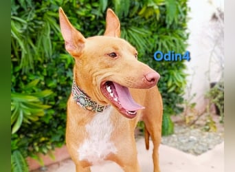 Odin4 geb. 01/2024 (ESP) - liebenswerter, edler und sanfter Podenco!