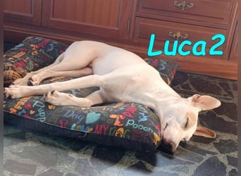 Luca2 geb. 01/2026 (ESP) - wunderschöner Podencojunge sucht dringend einen Platz!