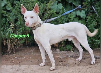 Cooper3 geb. 03/2022 (ESP) - lieber, aktiver und anhänglicher Podenco-Bub sucht ein Zuhause!