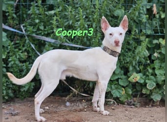 Cooper3 geb. 03/2022 (ESP) - lieber, aktiver und anhänglicher Podenco-Bub sucht ein Zuhause!
