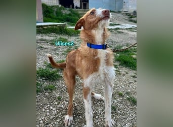 Ulises2 geb. 05/2025 (ESP) - fröhlicher und menschenbezogener Podenco Welpe sucht eine Familie!