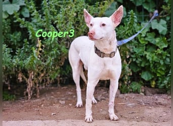 Cooper3 geb. 03/2022 (ESP) - lieber, aktiver Podenco der Kinder liebt!