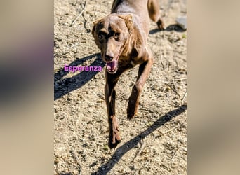 Esperanza geb. 10/2023 (ESP) - menschenbezogene und liebevolle kleine Podenca wartet auf Dich!