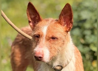 Rubio3 geb. 12/2024 (ESP) - freundlicher, kleiner Podenco-Rüde sucht sein Körbchen!