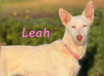 Leah geb. 07/2025 (ESP) - unkompliziert und wahnsinnig süß!