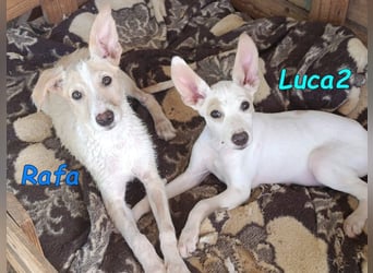 Luca2 geb. 01/2026 (ESP) - wunderschöner Podencojunge sucht dringend einen Platz!