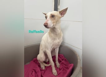 Raffaello geb. 02/2024 (ESP) - feiner, sensibler Podenco sucht sein Körbchen!