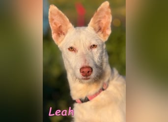 Leah geb. 07/2025 (ESP) - unkompliziert und wahnsinnig süß!