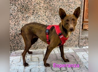 Esperanza geb. 10/2023 (ESP) - schokobraune Schönheit sucht liebevolles Zuhause