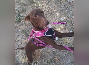 Esperanza geb. 10/2023 (ESP) - menschenbezogene und liebevolle kleine Podenca wartet auf Dich!