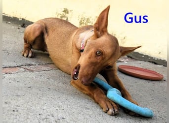 Gus geb. 01/2025 (ESP) - verspielter, fröhlicher und verschmuster, junger Podenco!