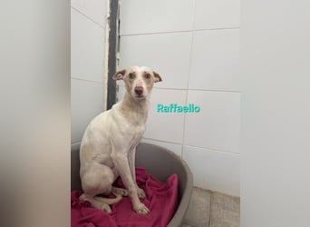 Raffaello geb. 02/2024 (ESP) - feiner, sensibler Podenco sucht sein Körbchen!
