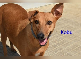 Kobu geb. 08/2023 (ESP) - menschenbezogener, wundervoller Podenco!