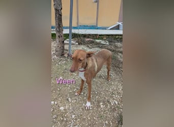 Ween geb. 10/2023 (ESP) - verschmuste und fröhliche Podenco Hündin sucht ihr Für-immer-Zuhause!