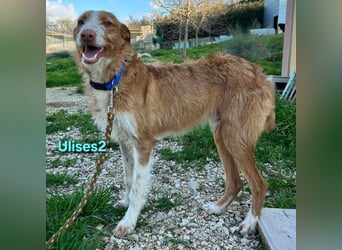 Ulises2 geb. 05/2025 (ESP) - fröhlicher und menschenbezogener Podenco Welpe sucht eine Familie!