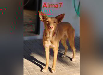 Alma7 geb. 06/2024 (ESP) - sanfte und sehr liebe Podenca!