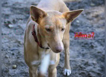 Alma7 geb. 06/2024 (ESP) - sanfte und sehr liebe Podenca!