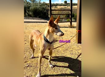 Gloria2 geb. 05/2023 (ESP) - liebe und intelligente Podenca wünscht sich ein liebevolles Zuhause!