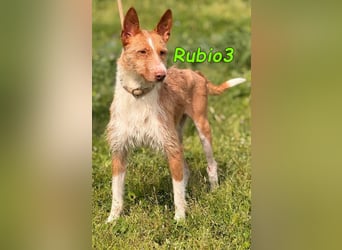 Rubio3 geb. 12/2024 (ESP) - freundlicher, kleiner Podenco-Rüde sucht sein Körbchen!