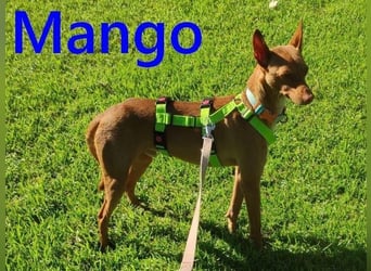Mango geb. 07/2024 (ESP) - neugieriger und fröhlicher, tapferer Podenco!
