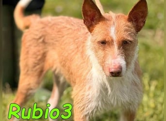 Rubio3 geb. 12/2024 (ESP) - freundlicher, kleiner Podenco-Rüde sucht sein Körbchen!