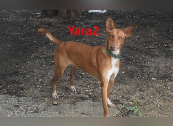 Yara2 geb. 05/2025 (ESP) - verspielte, wunderschöne Podenca sucht ihr Zuhause!