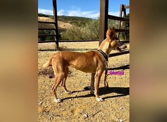 Gloria2 geb. 05/2023 (ESP) - liebe und intelligente Podenca wünscht sich ein liebevolles Zuhause!