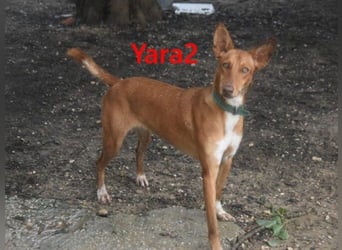Yara2 geb. 05/2025 (ESP) - verspielte, wunderschöne Podenca sucht ihr Zuhause!