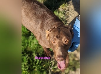 Esperanza geb. 10/2023 (ESP) - menschenbezogene und liebevolle kleine Podenca wartet auf Dich!
