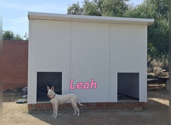Leah geb. 07/2025 (ESP) - unkompliziert und wahnsinnig süß!