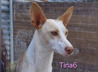 Tina6 geb. 09/2023 - wunderschöne, menschenbezogene Podenca sucht ihre Menschen!