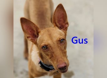 Gus geb. 01/2025 (ESP) - verspielter, fröhlicher und verschmuster, junger Podenco!