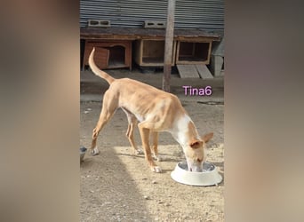 Tina6 geb. 09/2023 (ESP) - aktive, fröhliche, edle und sehr liebe Podenca sucht ein Zuhause!