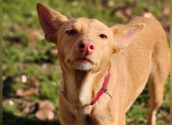 Alma7 geb. 06/2024 (ESP) - sanfte und sehr liebe Podenca!