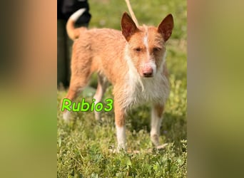 Rubio3 geb. 12/2024 (ESP) - freundlicher, kleiner Podenco-Rüde sucht sein Körbchen!