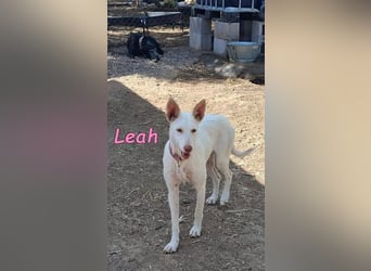 Leah geb. 07/2025 (ESP) - unkompliziert und wahnsinnig süß!