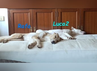 Luca2 geb. 01/2026 (ESP) - wunderschöner Podencojunge will ankommen!