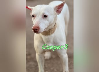 Cooper3 geb. 03/2022 (ESP) - lieber, aktiver und anhänglicher Podenco-Bub sucht ein Zuhause!