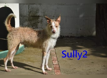 Sully2 geb. 02/2025 (ESP) - süßer Podenco-Rüde sucht dringend ein ruhiges + liebevolles Zuhause!