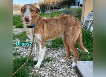 Ulises2 geb. 05/2025 (ESP) - fröhlicher und menschenbezogener Podenco sucht eine Familie!