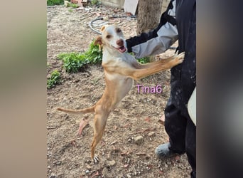 Tina6 geb. 09/2023 (ESP) - aktive, fröhliche, edle und sehr liebe Podenca sucht ein Zuhause!