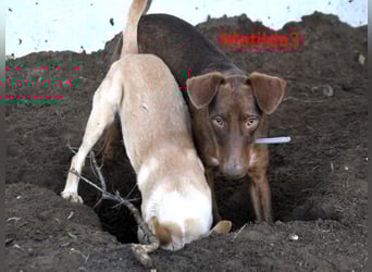 Matilda3 geb. 08/2024 (ESP) - liebenswerte, fröhliche und freundliche Podenca!