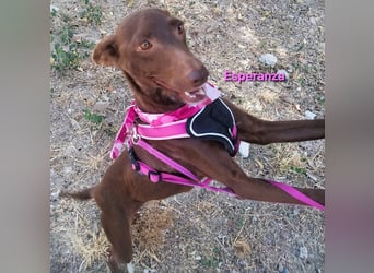 Esperanza geb. 10/2023 (ESP) - menschenbezogene und liebevolle kleine Podenca wartet auf Dich!