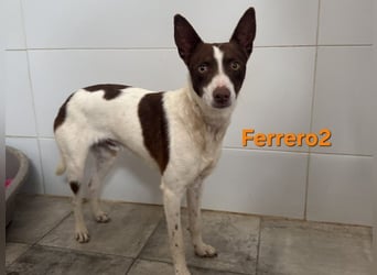 Ferrero geb. 05/2024 (ESP) - ausgeglichener, aufmerksamer Podenco!